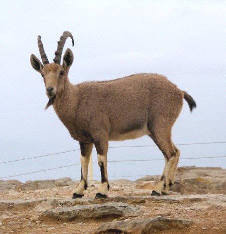 MRgoat8.jpg