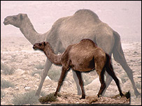 _42182195_camel2_letensorer_203.jpg