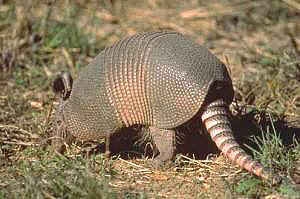 armadillo-02.jpg