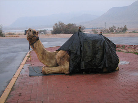 gascamel.jpg